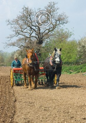 Drilling Beans DM1192